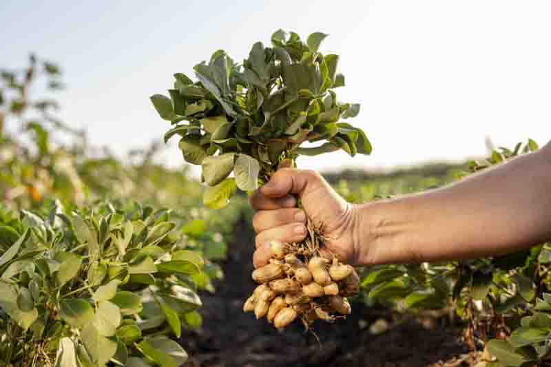 Peanut, Groundnut, Gober, Pindar, Monkey Nut, Manilla Nut, Pinder, Underground Bean, Earth Almond, Earth Nut, Grass Nut, Ground Nut, Arachis hypogaea