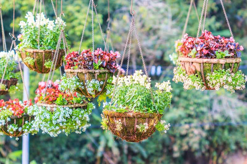 Hanging baskets, annual flowers, perennial flowers, hanging plants