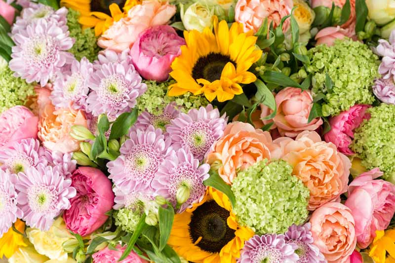 Flower, Flowers, Types of Flowers, Flower types, Plant Guides, Choosing Flowers,