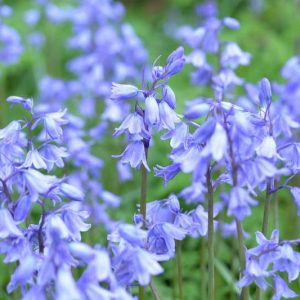 Spanish Bluebell, Spanish Bluebells, Scilla Hispanica, Scilla Campanulata, Endymion Hispanicus Hyacinthoides Excelsior, Hyacinthoides Queen of Pinks, Hyacinthoides White City, Flower bulb, Flowering bulb, Blue Flowers