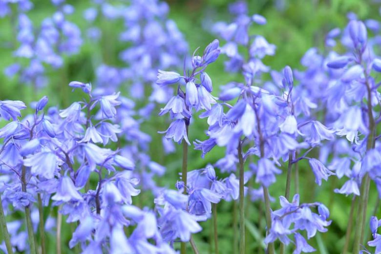 Spanish Bluebell, Spanish Bluebells, Scilla Hispanica, Scilla Campanulata, Endymion Hispanicus Hyacinthoides Excelsior, Hyacinthoides Queen of Pinks, Hyacinthoides White City, Flower bulb, Flowering bulb, Blue Flowers