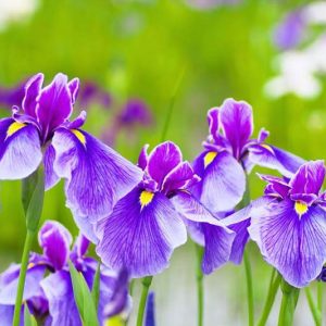 Iris Ensata, Japanese Iris, Japanese Flag,Japanese Iris best varieties, Japanese Water Iris, Iris kaempferi, Sword-Leaved Iris