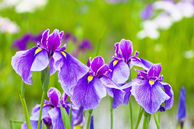 Japanese Iris (Iris ensata) - Stunning Blooms and Garden Elegance