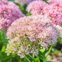 Stonecrop 'Herbstfreude', Sedum 'Autumn Joy', Hylotelephium Spectabile, Sedum Spectabile, Sedum Matrona, Sedumpurple Emperor, Border Sedums, fall flowers, Fall perennials