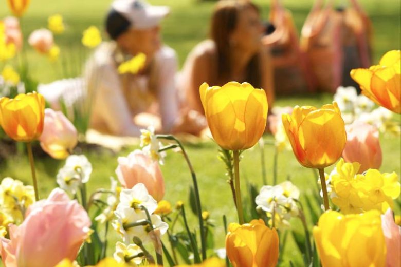 Fosteriana tulips, Fosteriana Tulips, Spring Bulbs, Spring Flowers, Tulip Red Emperor, Tulip Orange Emperor, Tulip Purissima, Tulip Yellow Purissima, Tulip Madame Lefeber,bulbs Design, Garden Ideas