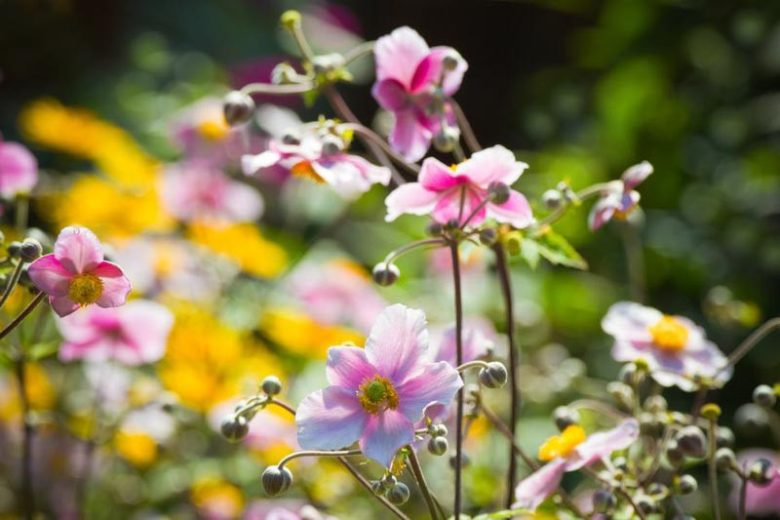 Japanese Anemones, Windflowers, Anemone tomentosa, Grapeleaf Anemones, Anemone x Hybrida, fall flowers, Fall perennials, white flowers, pink flowers