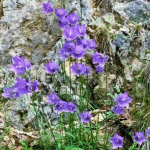 Campanula carpatica,Carpathian Bellflower, Tussock Bellflower,  Carpathian Harebell, Blue flowers, Purple flowers, Rock garden flowers, groundcovers