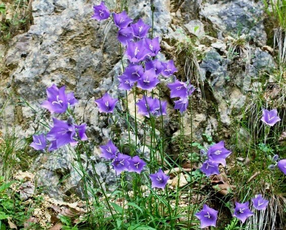 Campanula carpatica,Carpathian Bellflower, Tussock Bellflower,  Carpathian Harebell, Blue flowers, Purple flowers, Rock garden flowers, groundcovers