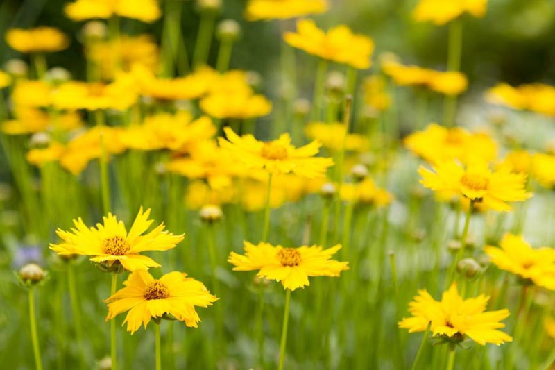 Coreopsis (Tickseed): Blooming Sunshine for Your Garden