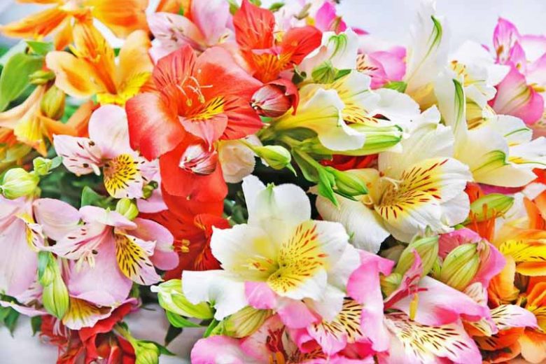 Alstroemeria information, Peruvian Lily, Lily of the Inca, Parrot Lily, garden perennial