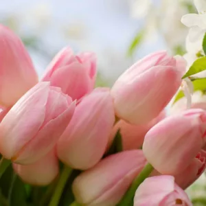 Single Late Tulips, Spring Bulbs, Spring Flowers, Tulip Menton, Tulip Avignon, Tulip Queen of Night, bulbs Design, Spring Bulbs, Summer Bulbs, Fall Fulbs, Garden Ideas