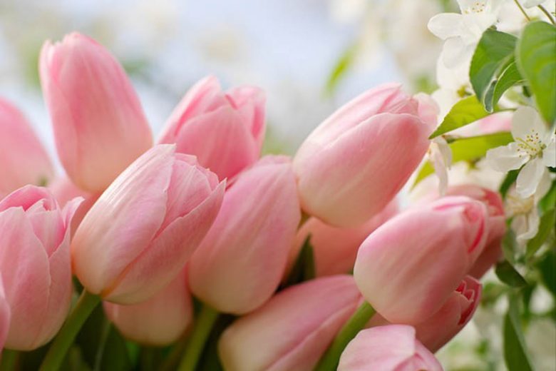 Single Late Tulips, Spring Bulbs, Spring Flowers, Tulip Menton, Tulip Avignon, Tulip Queen of Night, bulbs Design, Spring Bulbs, Summer Bulbs, Fall Fulbs, Garden Ideas