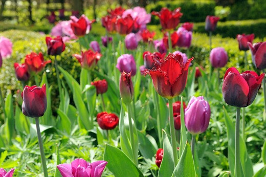 Tulipa Arma, Tulip 'Arma', Fringed Tulip 'Arma', Fringed Tulips, Spring Bulbs, Spring Flowers, Tulipe Arma, Red Tulips, Tulipes Dentelle, mid spring red tulip, AGM Tulip
