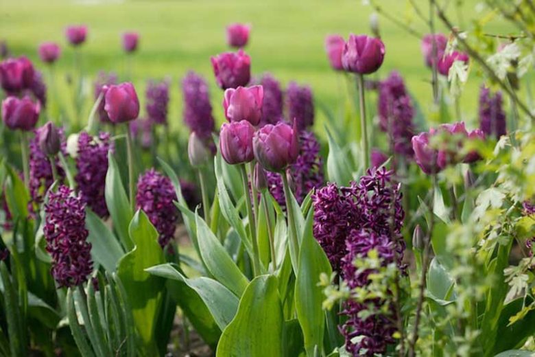 Tulipa Negrita,Tulip 'Negrita', Triumph Tulip 'Negrita', Triumph Tulips, Spring Bulbs, Spring Flowers, Tulipe Negrita,Purple Tulip