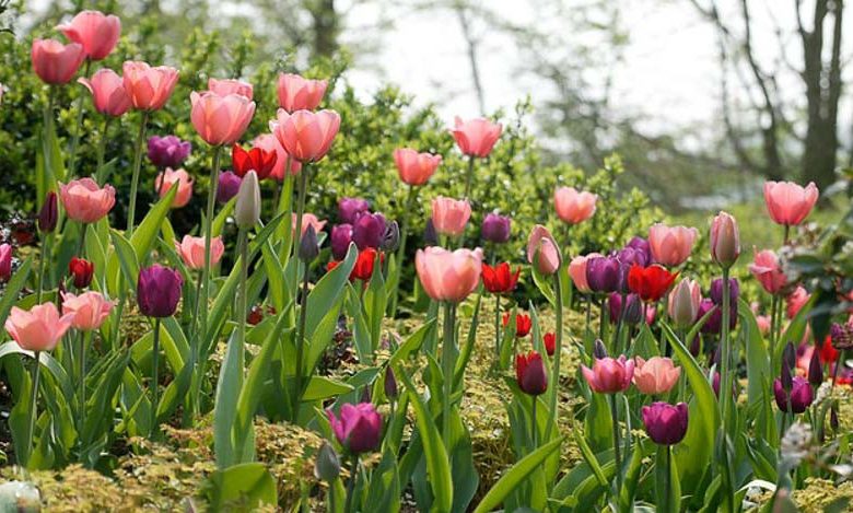 Tulipa 'Pink Impression', Tulip 'Pink Impression', Darwin Hybrid Tulip 'Pink Impression', Darwin Hybrid Tulips, Spring Bulbs, Spring Flowers, Pink Tulip,