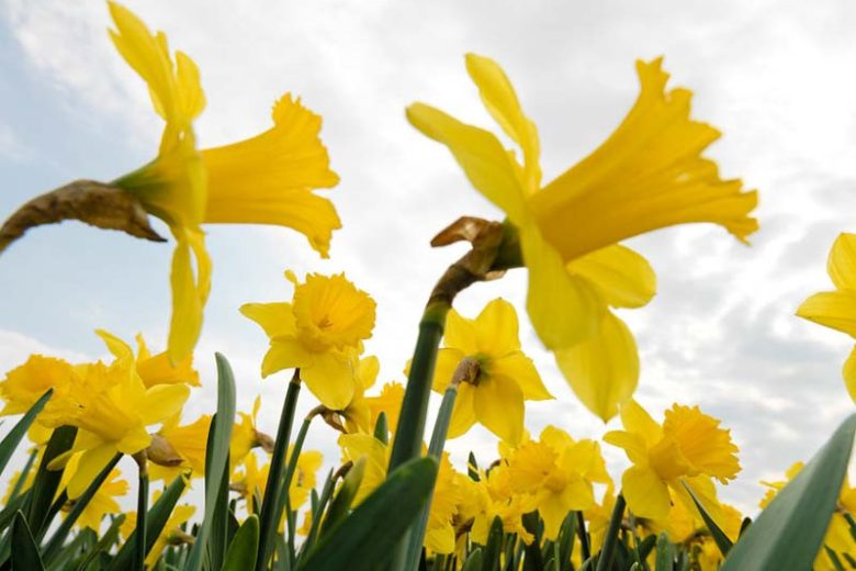 Large-Cupped Daffodils, Large-Cupped narcissus, spring bulbs, Spring Flowers, Large Cupped Daffodils, Large Cupped narcissus, Daffodil Carlton, Daffodil Ice Follies, Daffodil Salome, Daffodil Fortissimo, Daffodil Accent