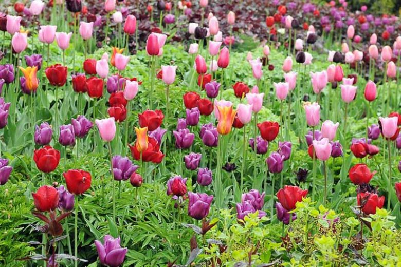 Tulip 'Mistress', Triumph Tulip 'Mistress', Triumph Tulips, Spring Bulbs, Spring Flowers, Tulipa 'Mistress', Pink Tulips, Tulipes Triomphe, Mid spring tulips