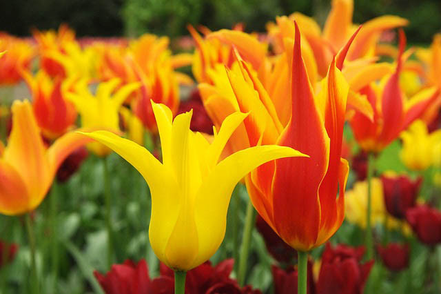 Tulipa West Point,Tulip 'West Point', Lily-Flowered Tulip 'West Point', Lily-Flowering Tulip 'West Point', Lily-Flowered Tulips, Spring Bulbs, Spring Flowers,Tulipe West Point,Lily Flowered Tulip, Yellow Tulip