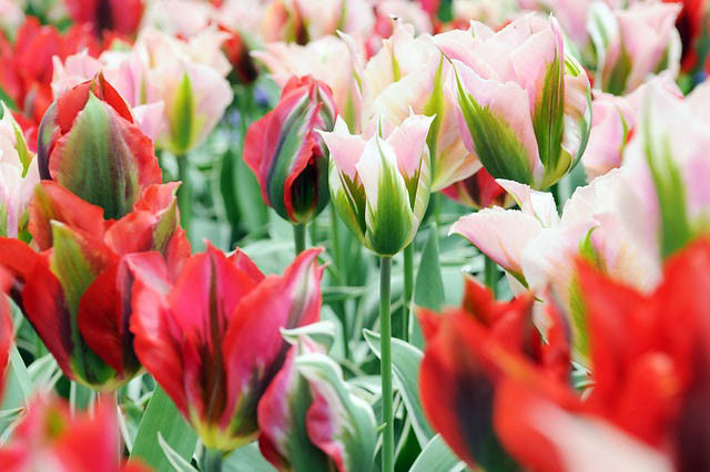 Tulipa Esperanto, Tulip 'Esperanto', Viridiflora Tulip 'Esperanto', Viridiflora Tulips, Spring Bulbs, Spring Flowers, Tulipe Esperanto,Tulipes Viridiflora, Pink Tulips