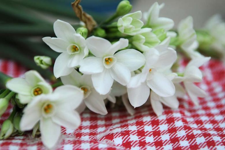 Tazetta Narcissus, Tazetta Daffodils, Narcissus Cragford, Narcissus Silver Chimes, Narcissus Geranium, Daffodil Cragford, Daffodil Silver Chimes, Daffodil  Geranium, Spring bulbs, Spring bloom