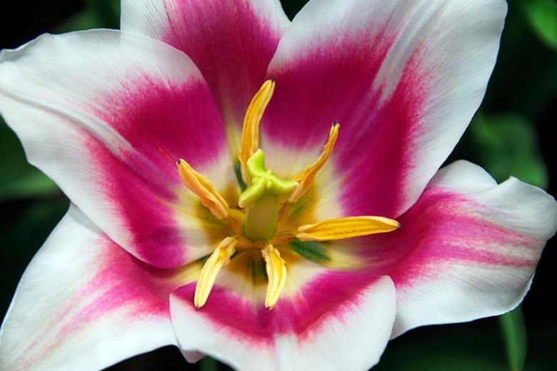 Tulipa Ballade,Tulip 'Ballade', Lily-Flowered Tulip 'Ballade', Lily-Flowering Tulip 'Ballade', Lily-Flowered Tulips, Spring Bulbs, Spring Flowers,Tulipe Ballade, Lily Flowered Tulip, Lily Flowering Tulip, Bicolor Tulip, Purple Tulip