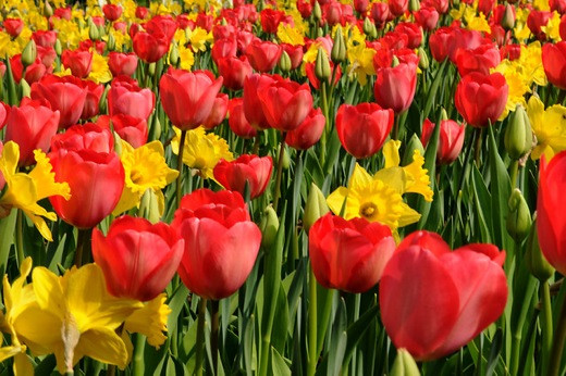 Tulipa 'Apeldoorn', Tulip 'Apeldoorn', Darwin Hybrid Tulip 'Apeldoorn', Darwin Hybrid Tulips, Spring Bulbs, Spring Flowers, Red Tulip