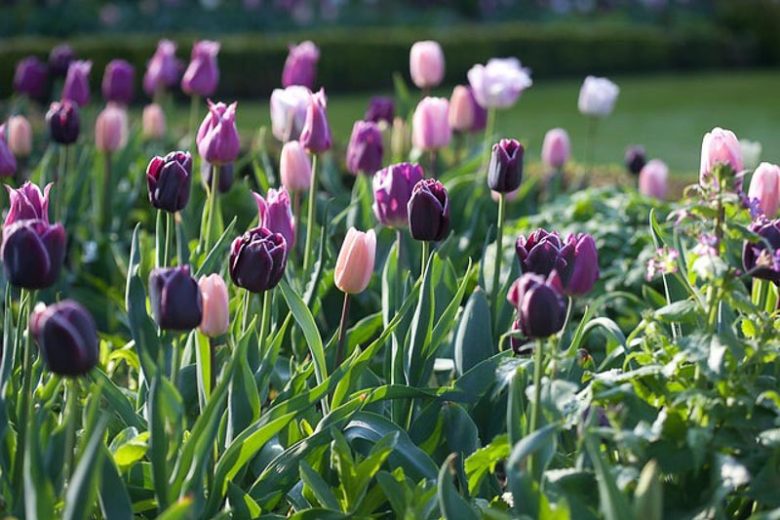 Spring Garden, Tulips