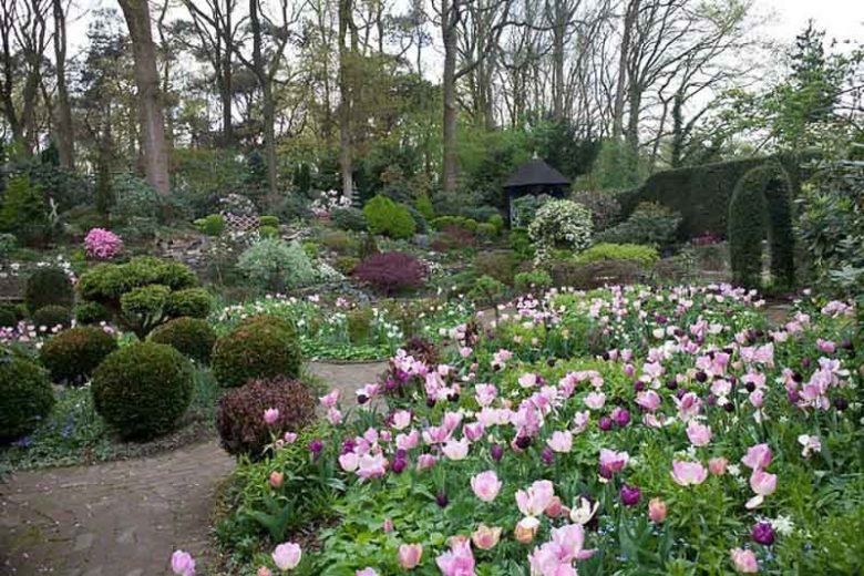 spring garden, tulips