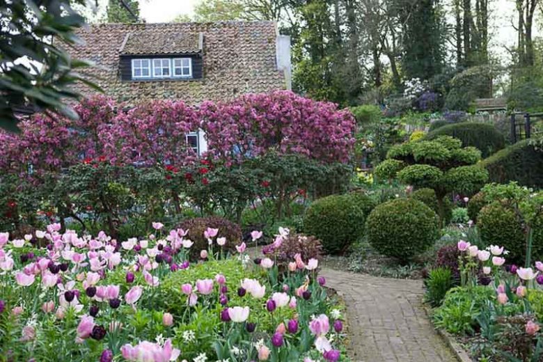 Spring garden, Tulip Garden