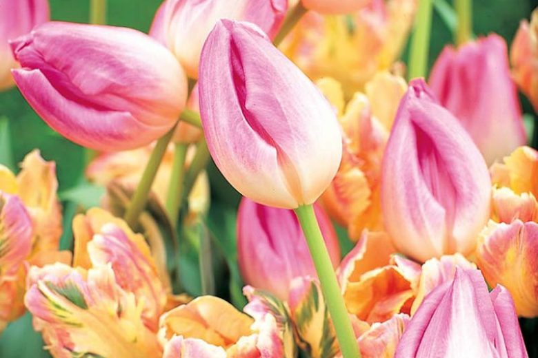 Tulipa Upstar,Tulip 'Upstar', Double Late Tulip 'Upstar', Double Late Tulips, Spring Bulbs, Spring Flowers,Tulipe Upstar, Pink Tulips, Tulipes Doubles Tardives