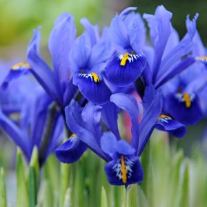 Iris reticulata, Dwarf iris, spring container ideas, Iris Reticulata 'Katharine Hodgkin',Iris Reticulata 'Harmony', Iris reticulata 'Pixie', Iris Reticulata 'Spring Time',Iris Reticulata 'Gordon'