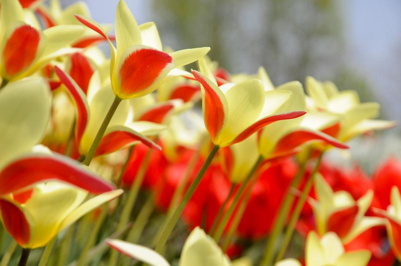 transliteration of tulip), is a genus of flowering plants in the