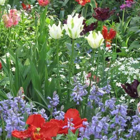 Tulipa 'Spring Green' , Tulip 'Spring Green', Viridiflora Tulip 'Spring Green', Viridiflora Tulips, Spring Bulbs, Spring Flowers, White tulips, late spring tulip, late season tulip