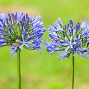 Agapanthus, lily of the Nile, African Lily, Blue flower, purple flower, agapanthus Africanus, Agapanthus Donau, Agapanthus Umbellatum