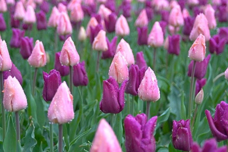 Tulipa Passionale,Tulip 'Passionale', Triumph Tulip 'Passionale', Triumph Tulips, Spring Bulbs, Spring Flowers, Tulipe Passionale, Purple Tulips, Tulipes Triomphe
