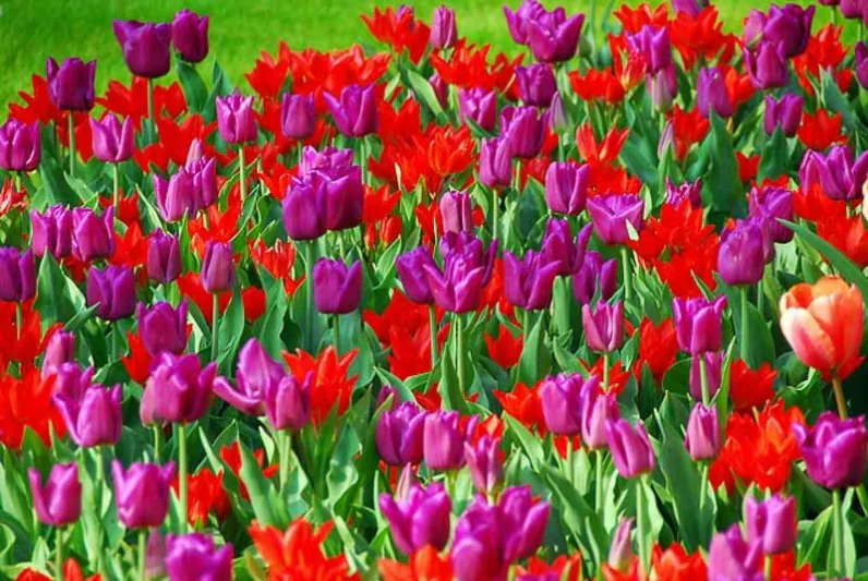Tulipa Pretty Woman, Tulip 'Pretty Woman', Lily-Flowered Tulip 'Pretty Woman', Lily-Flowering Tulip Pretty Woman', Lily-Flowered Tulips, Spring Bulbs, Spring Flowers, Red tulip, mid late season tulip, mid late spring tulip