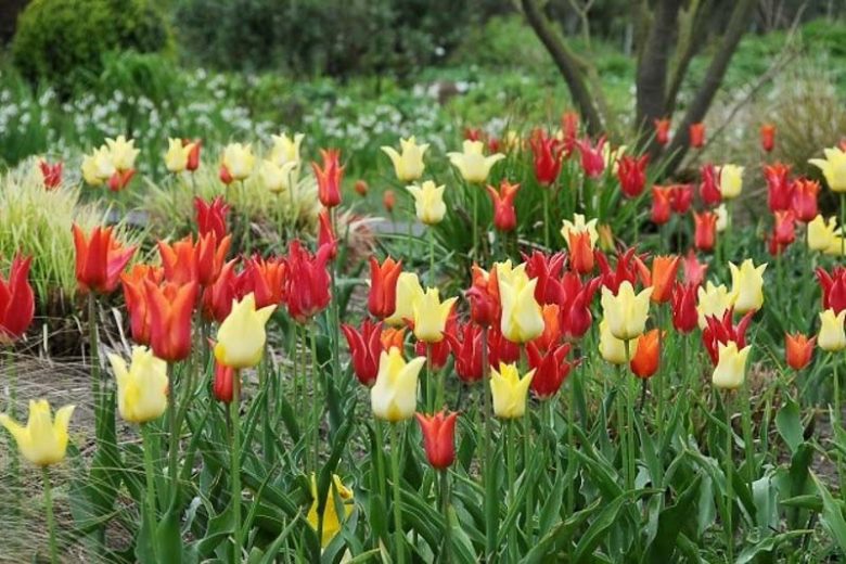 Spring Garden, Lily Tulips