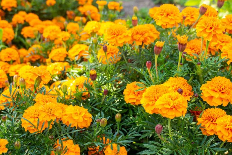 Marigold Tagetes All You Need To Know