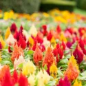 Cockscomb, Plume Celosia, Feather Celosia, Celosia argentea, Celosia cristata, Celosia plumosa, Celosia spicata