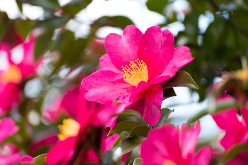 Camellia, Camellias, How to grow Camellias, Camellias bloom time, Camellia bloom season, Camellia Sasanqua, Fall blooming Camellia, Winter Blooming Camellias, Cold hardy Camellias, Spring Blooming Camellias,