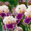 Bearded Irises