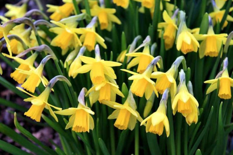 Daffodils, Narcissi, Spring Bulbs, Daffodil Types, Narcissus types, Narcissus Groups, Narcissus Divisions, Daffodils Divisions