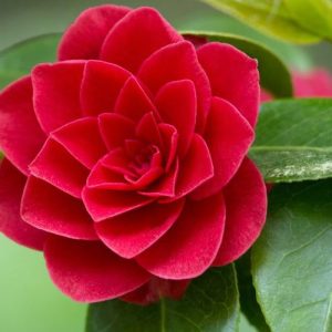 Camellia, Camellias, How to grow Camellias, Camellias bloom time, Camellia bloom season, Camellia japonica, Winter Blooming Camellias, Cold hardy Camellias, Spring Blooming Camellias,