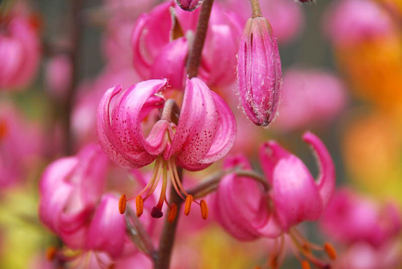 Martagon Lily Exquisite and Hardy Perennial for Your Garden