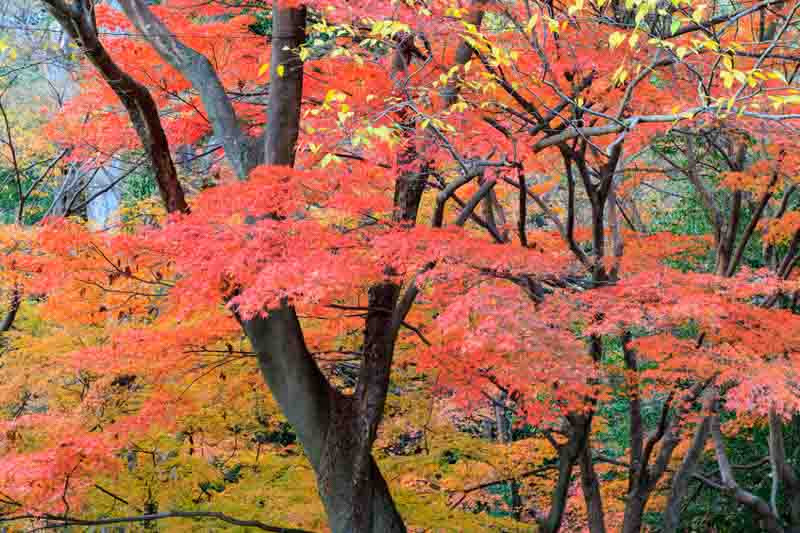 Japanese Maple (Acer palmatum)