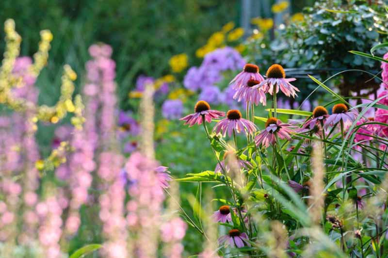 Coneflowers (Echinacea): Gems in the Garden
