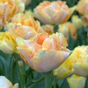 Double late tulips, Double Late Tulips, Spring Bulbs, Spring Flowers, Peony-flowered tulips, tulip Angelique, Tulip Upstar, Tulip Mount Tacoma, Tulip Wirosa, Tulip Miranda, Bulbs Design, Spring Bulbs, Fall Bulbs, Landscaping Design
