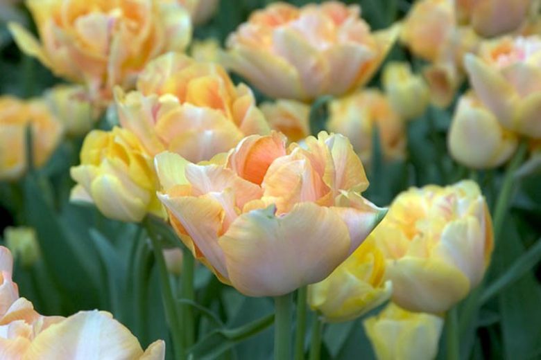 Double late tulips, Double Late Tulips, Spring Bulbs, Spring Flowers, Peony-flowered tulips, tulip Angelique, Tulip Upstar, Tulip Mount Tacoma, Tulip Wirosa, Tulip Miranda, Bulbs Design, Spring Bulbs, Fall Bulbs, Landscaping Design