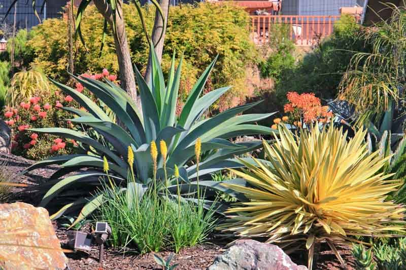 Garden ideas