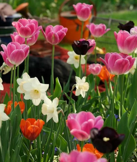 Tulipa 'Light And Dreamy', Tulip 'Light And Dreamy', Darwin Hybrid Tulip 'Light And Dreamy', Darwin Hybrid Tulips, Spring Bulbs, Spring Flowers, Pink Tulip